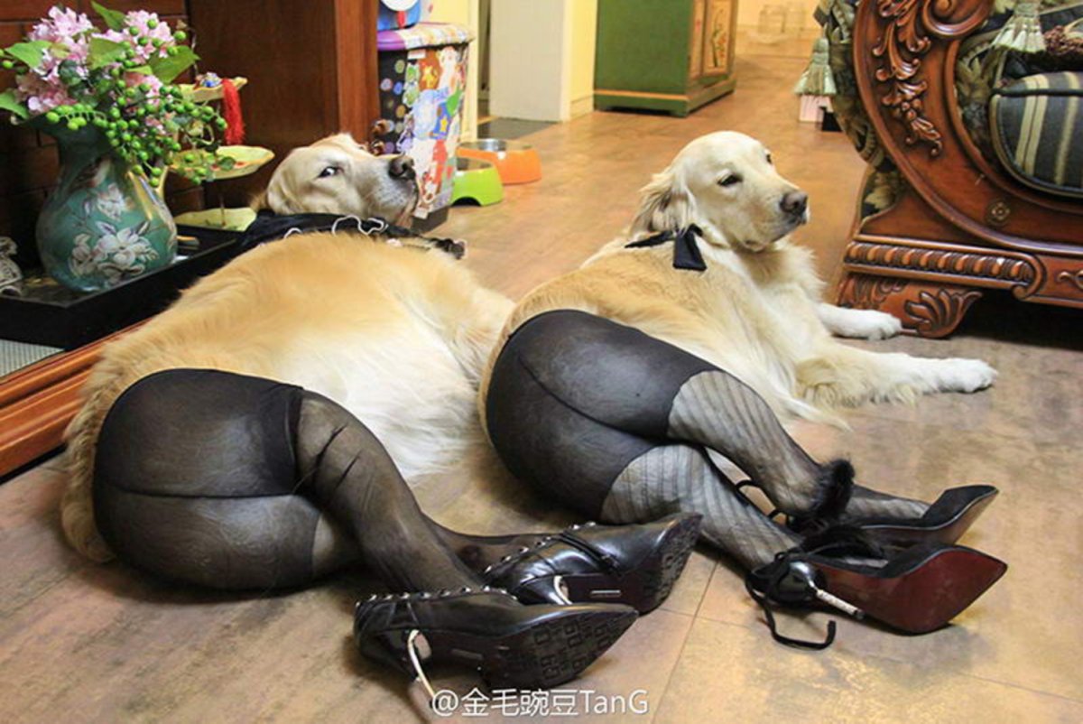 Толстые собаки