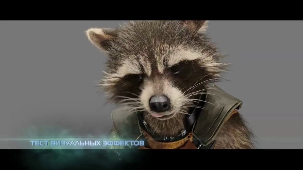 Удивленный енот