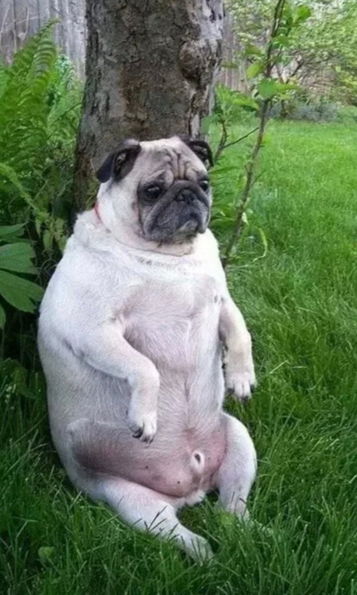 Сиба ину толстые