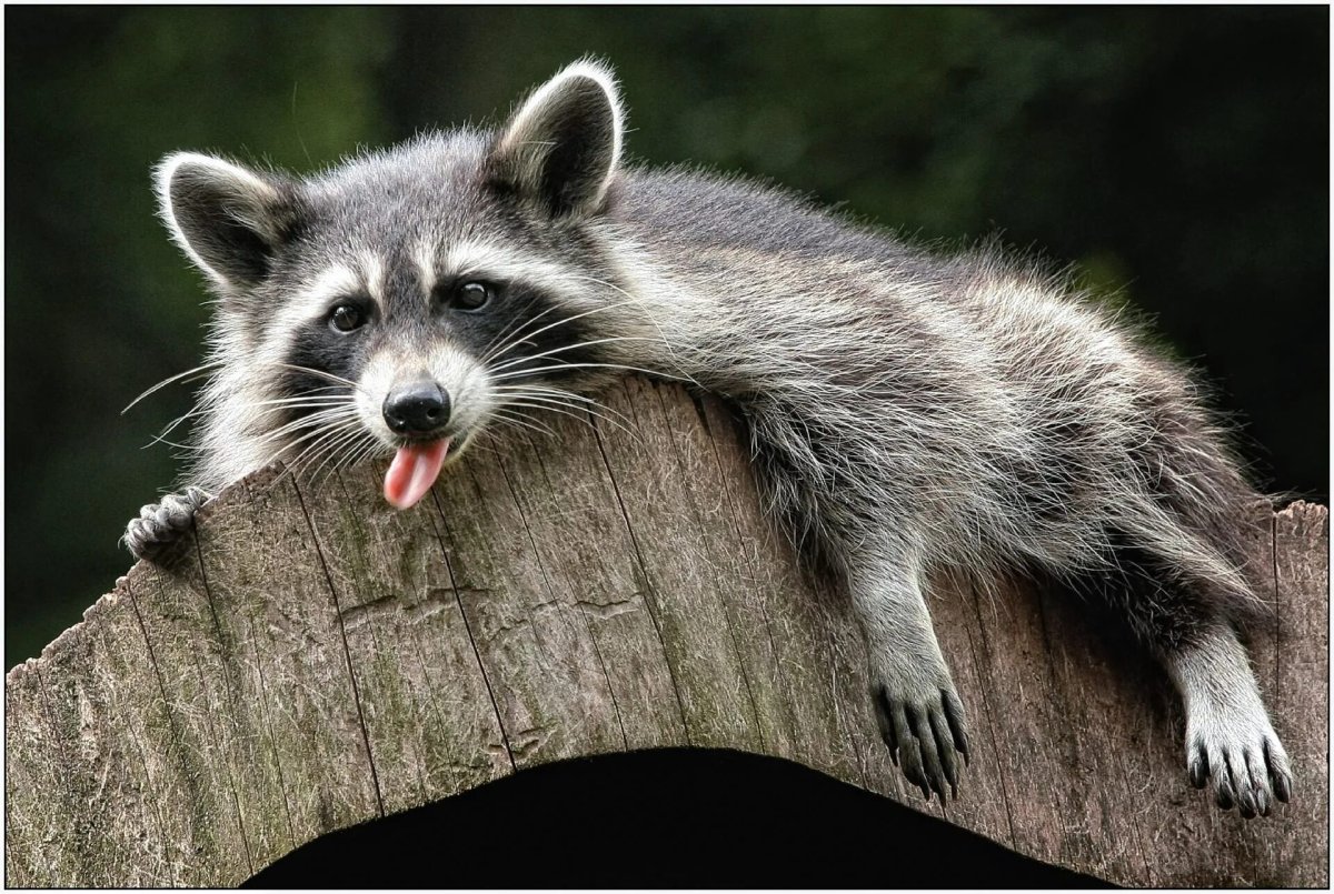 Енот Ракун
