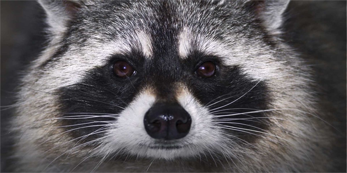 Мстители Галактики ракета енот