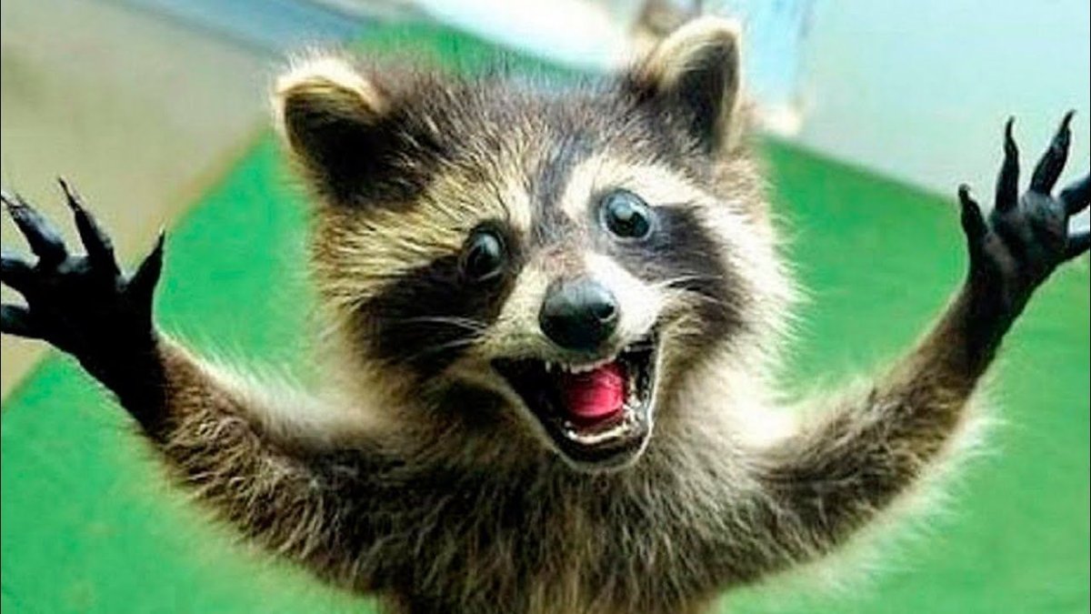 Енот рисунок