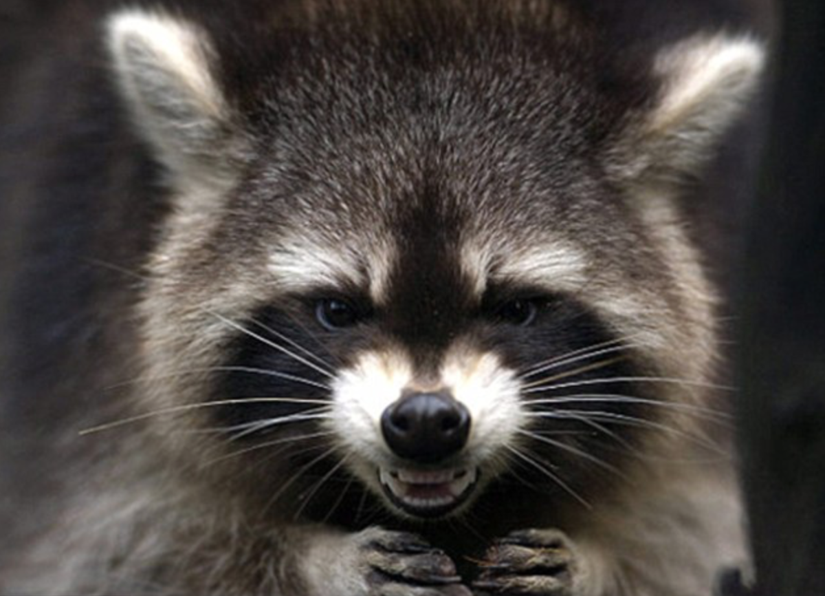 Енот полоскун арт