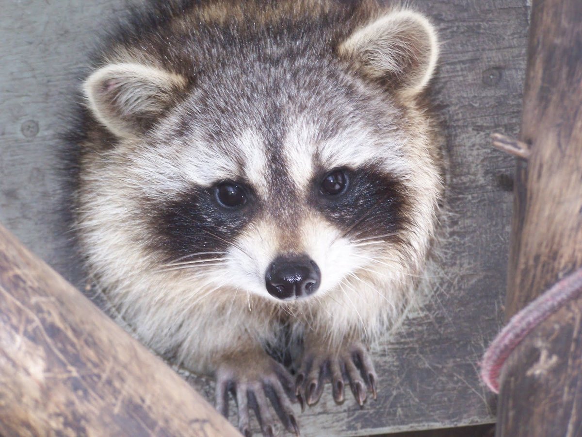 Черный енот