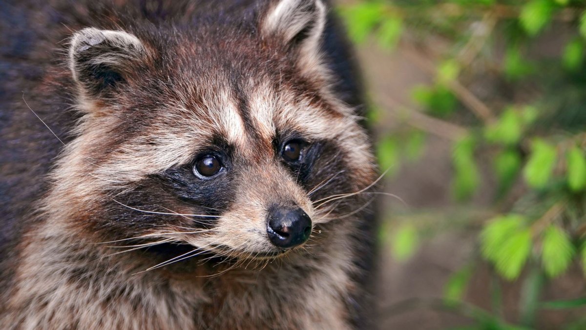 Енот смешные картинки