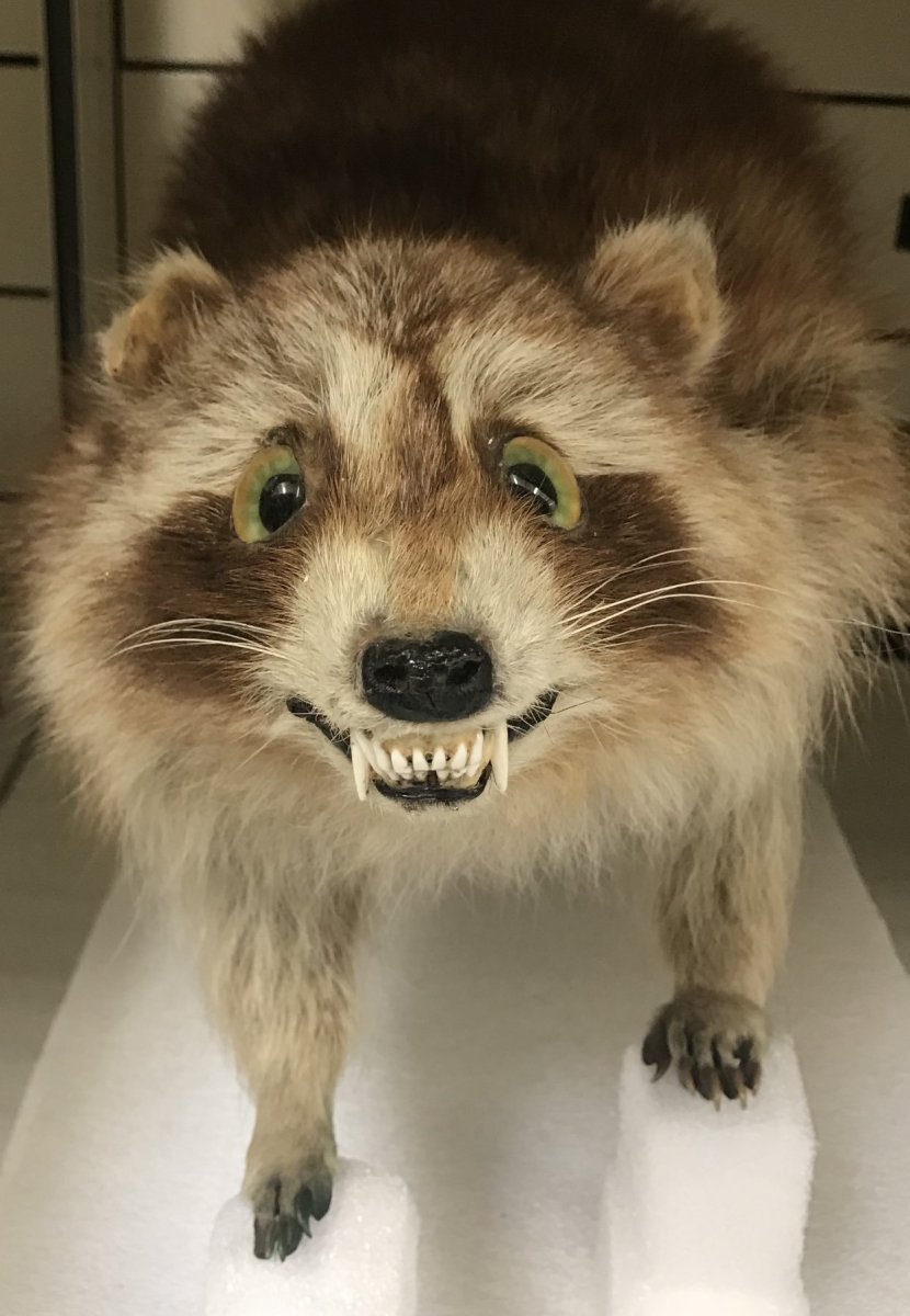 Енот из Стражи Галактики