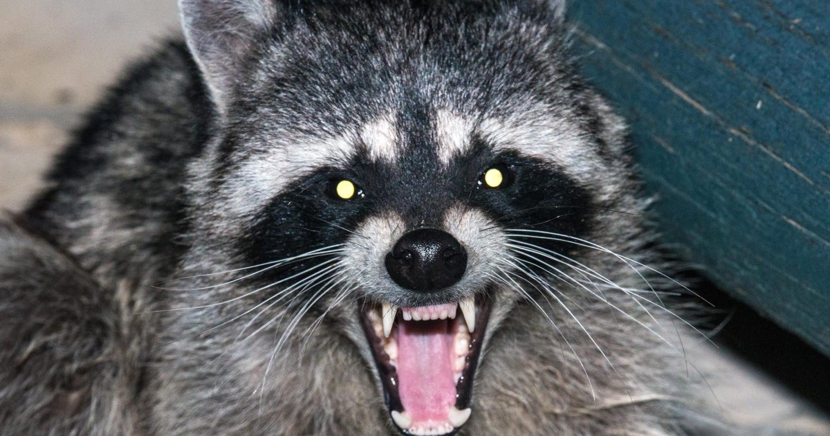 Ужасный енот