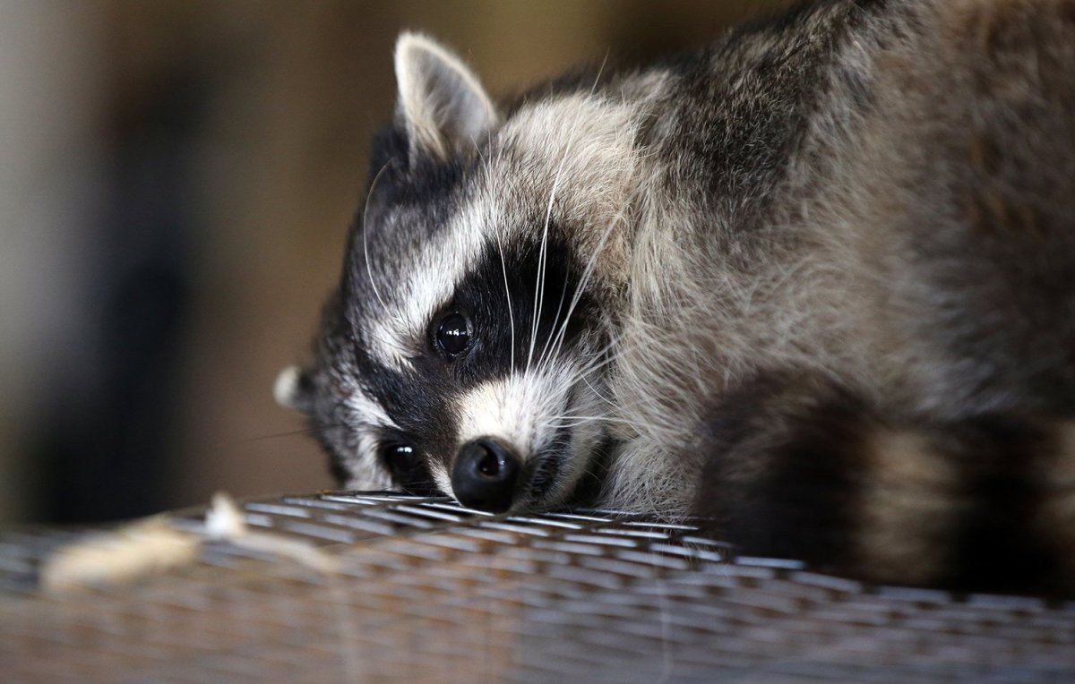 Енот в ведре