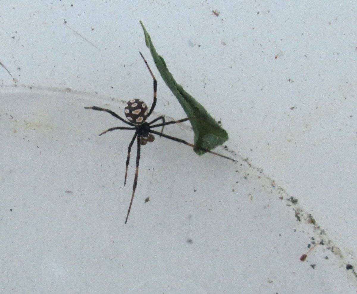 Паук Тарантул