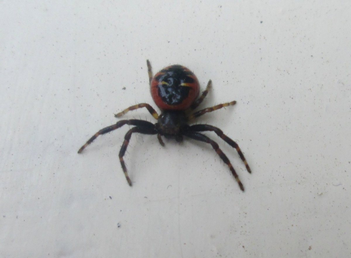 Паук золотопряд Nephila