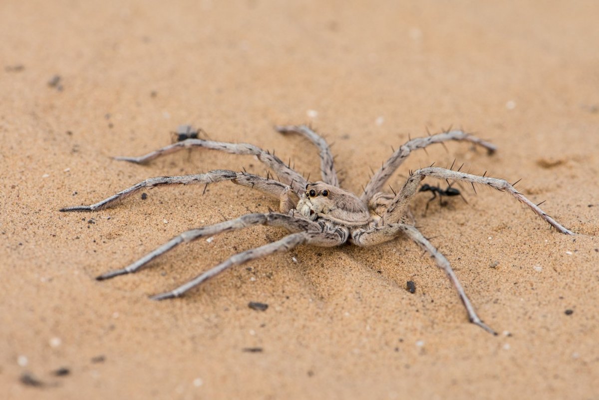 Астраханский паук Южнорусский Тарантул