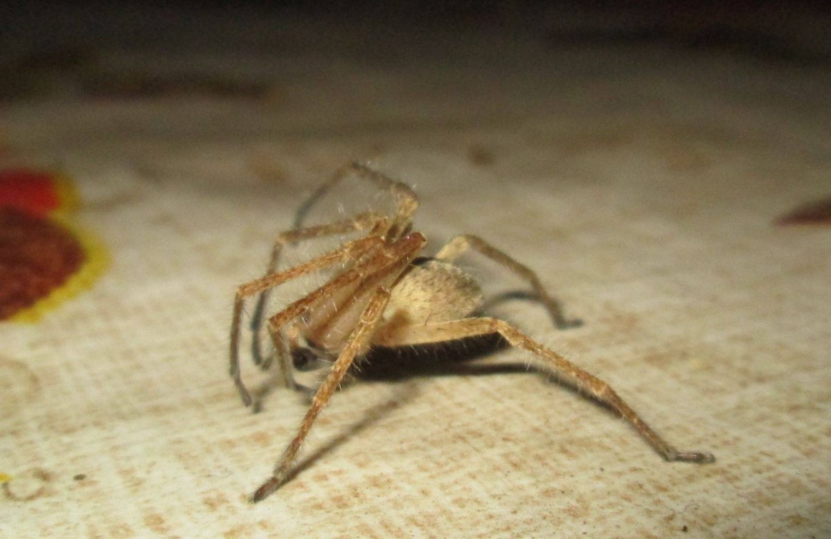 Фаланга паук Волгоград