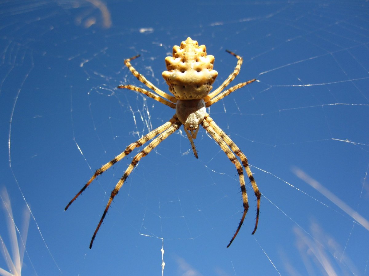 Каракурт паук