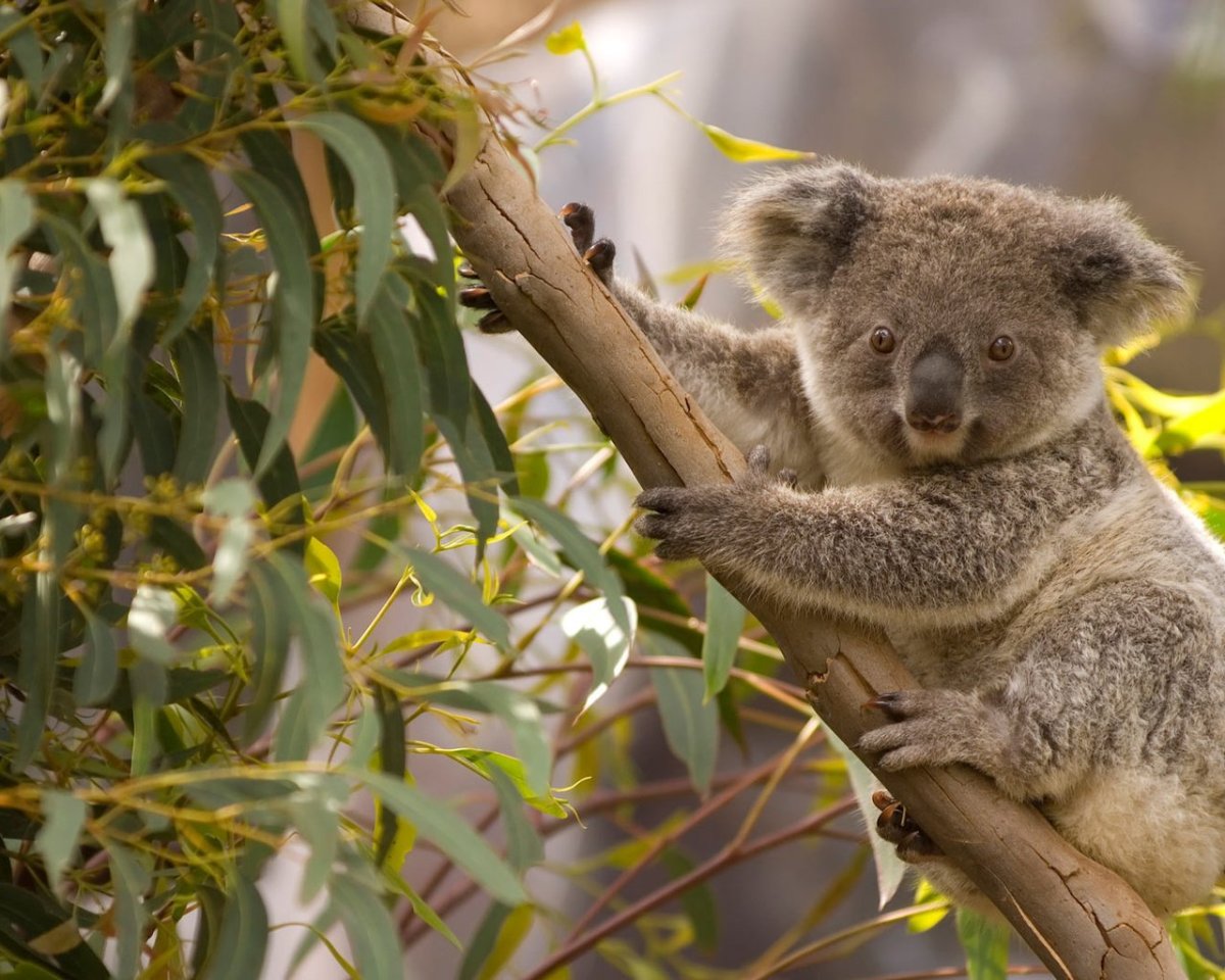 Животные Австралии коала