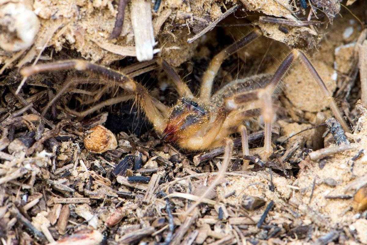 Сольпуга фаланга