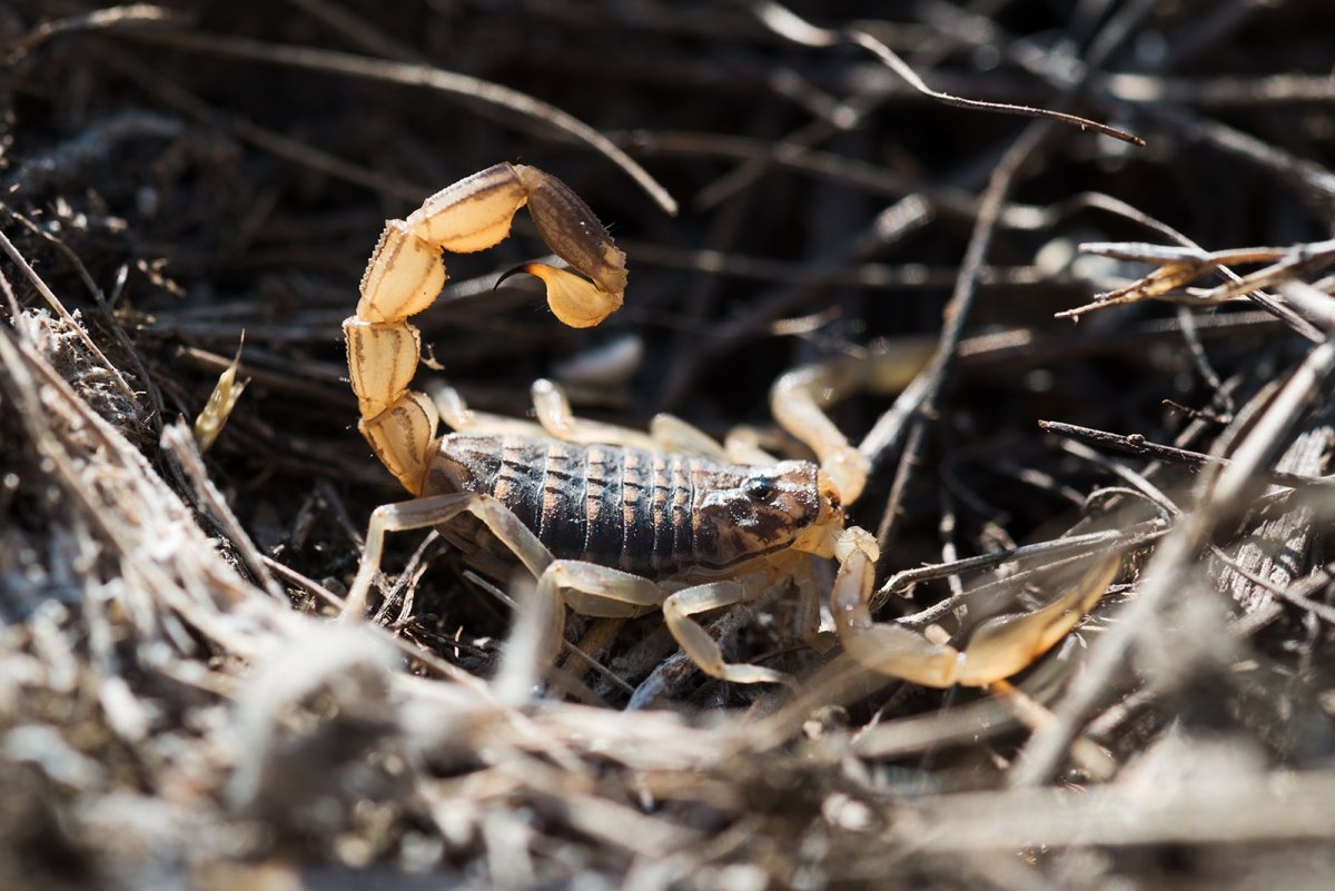 Сольпуга верблюжий паук