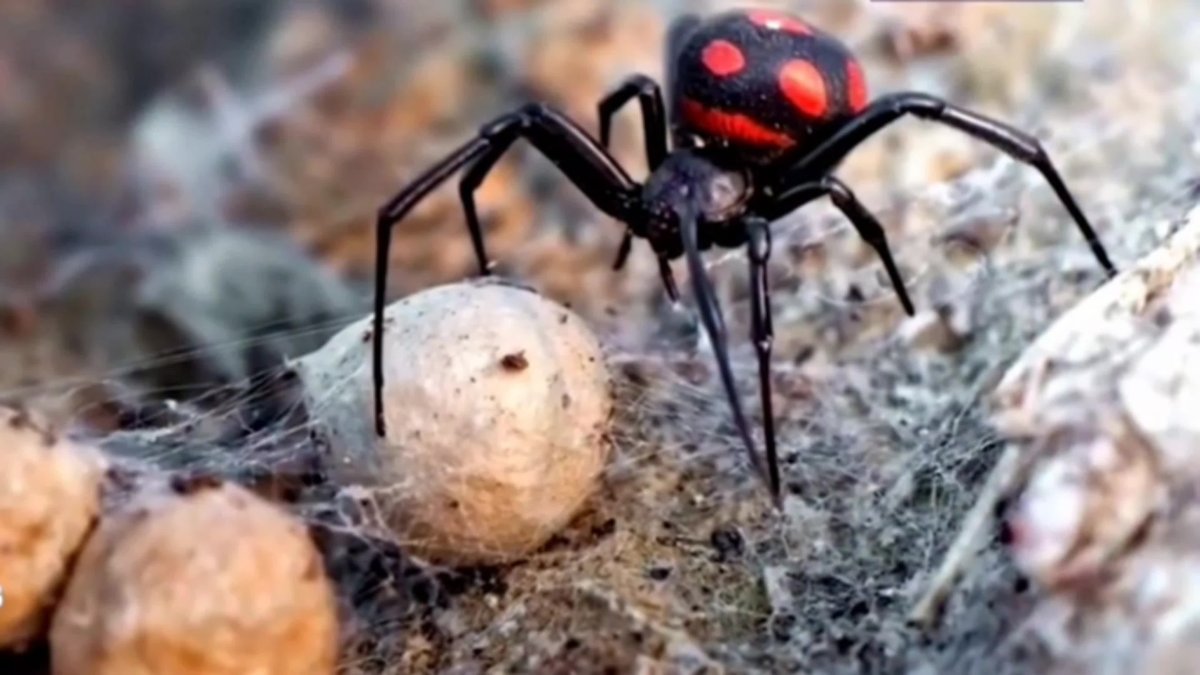 Паук кругопряд Larinioides ixobolus