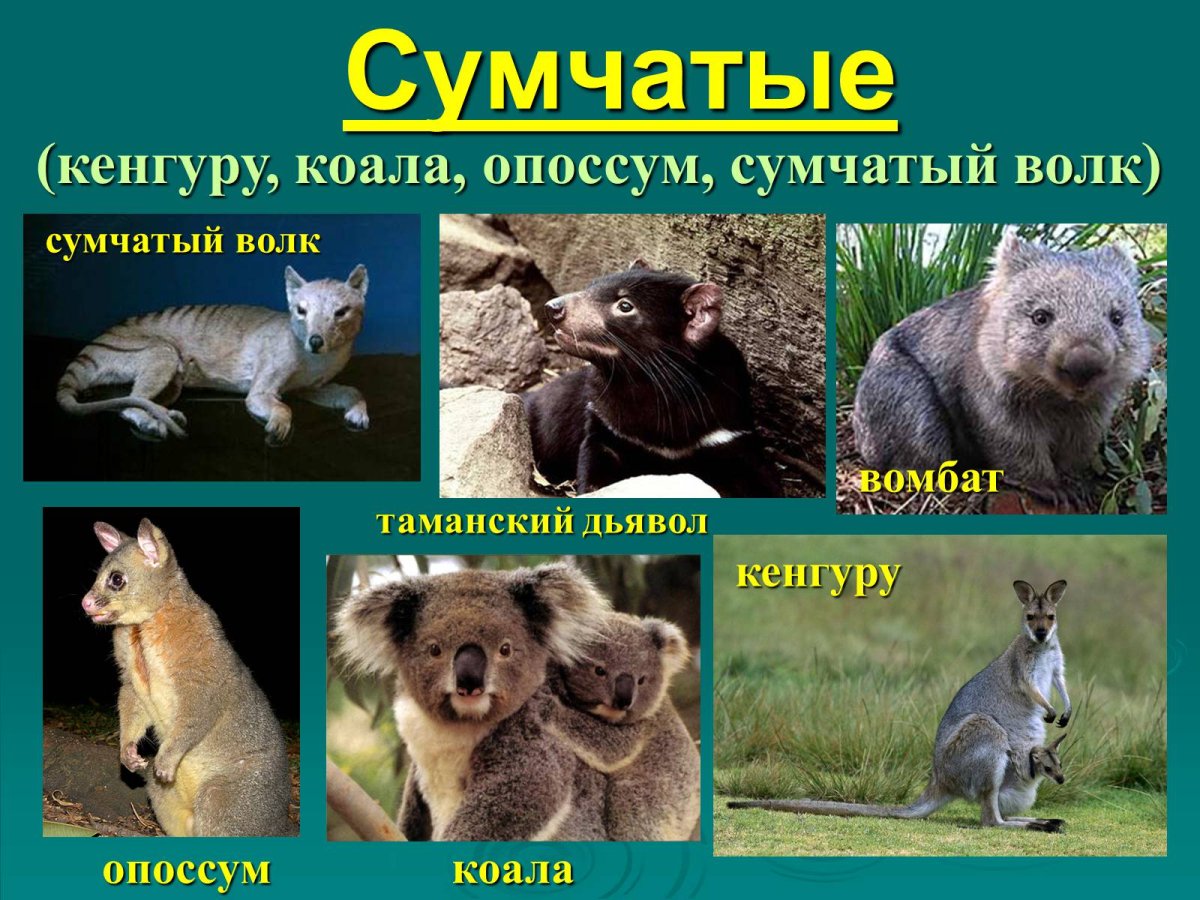 Семейство сумчатых представители