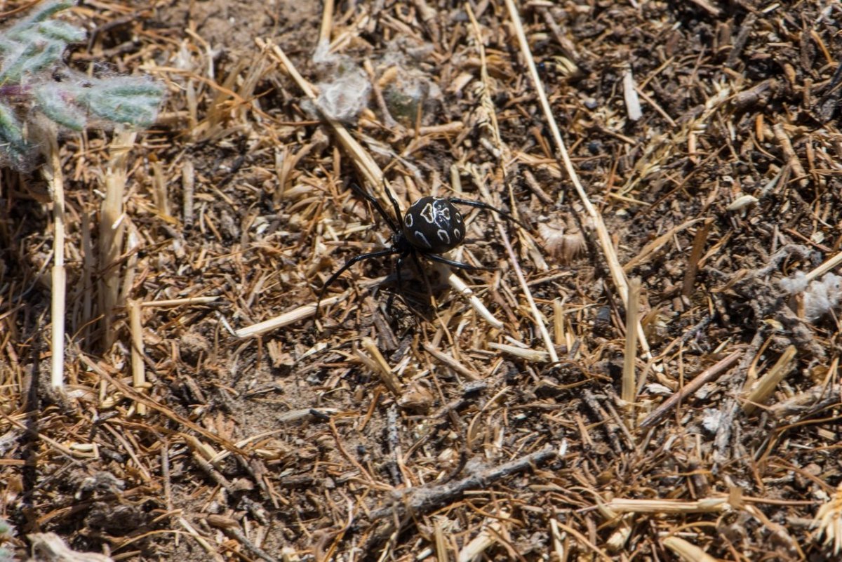 Пустынный паук сольпуга