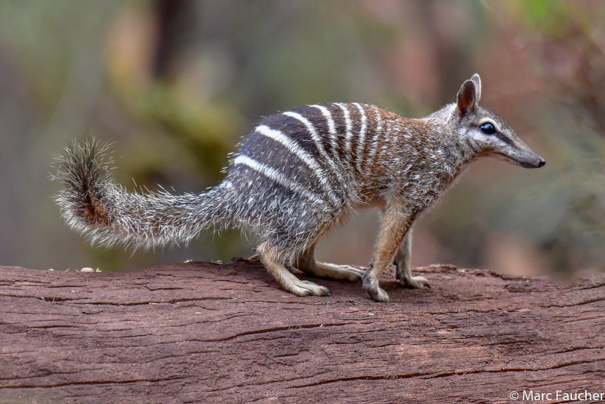 Сумчатый муравьед Австралии