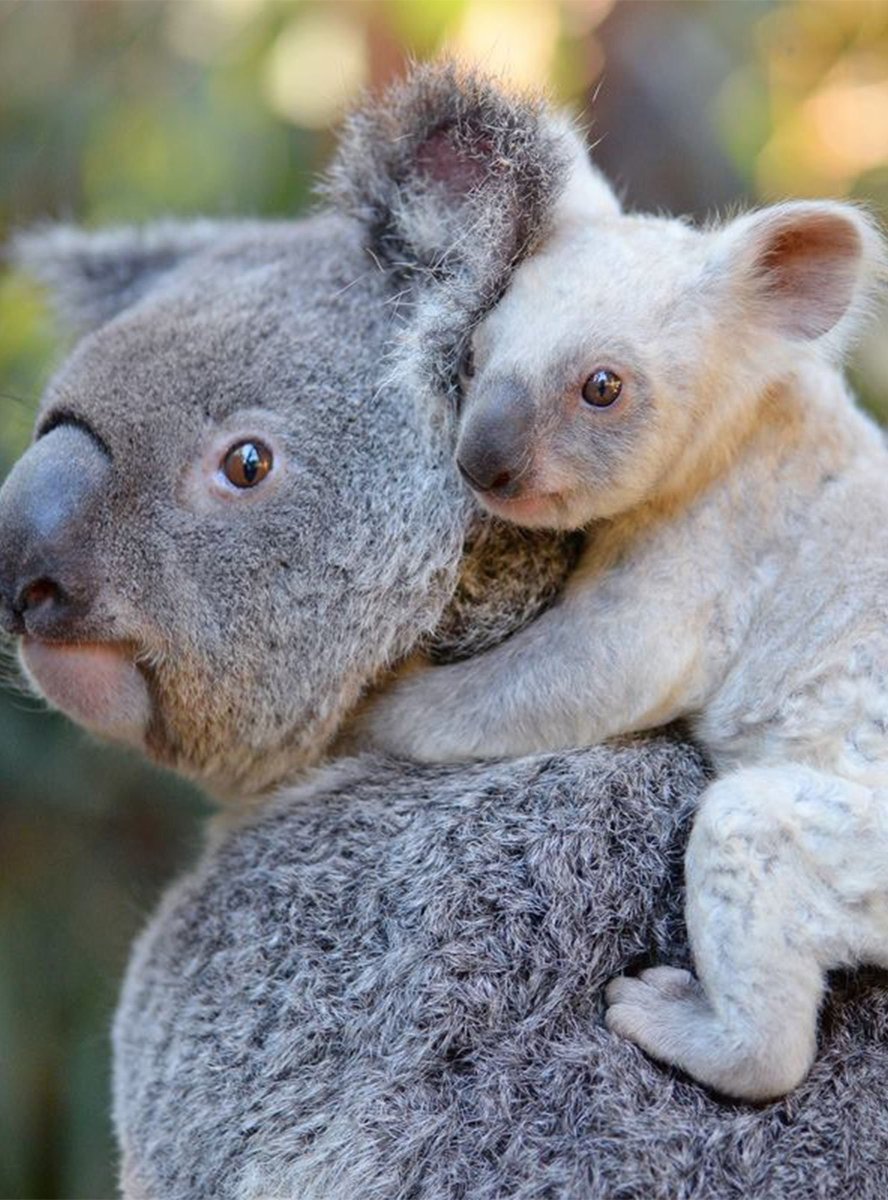 Коала и детеныш Австралия