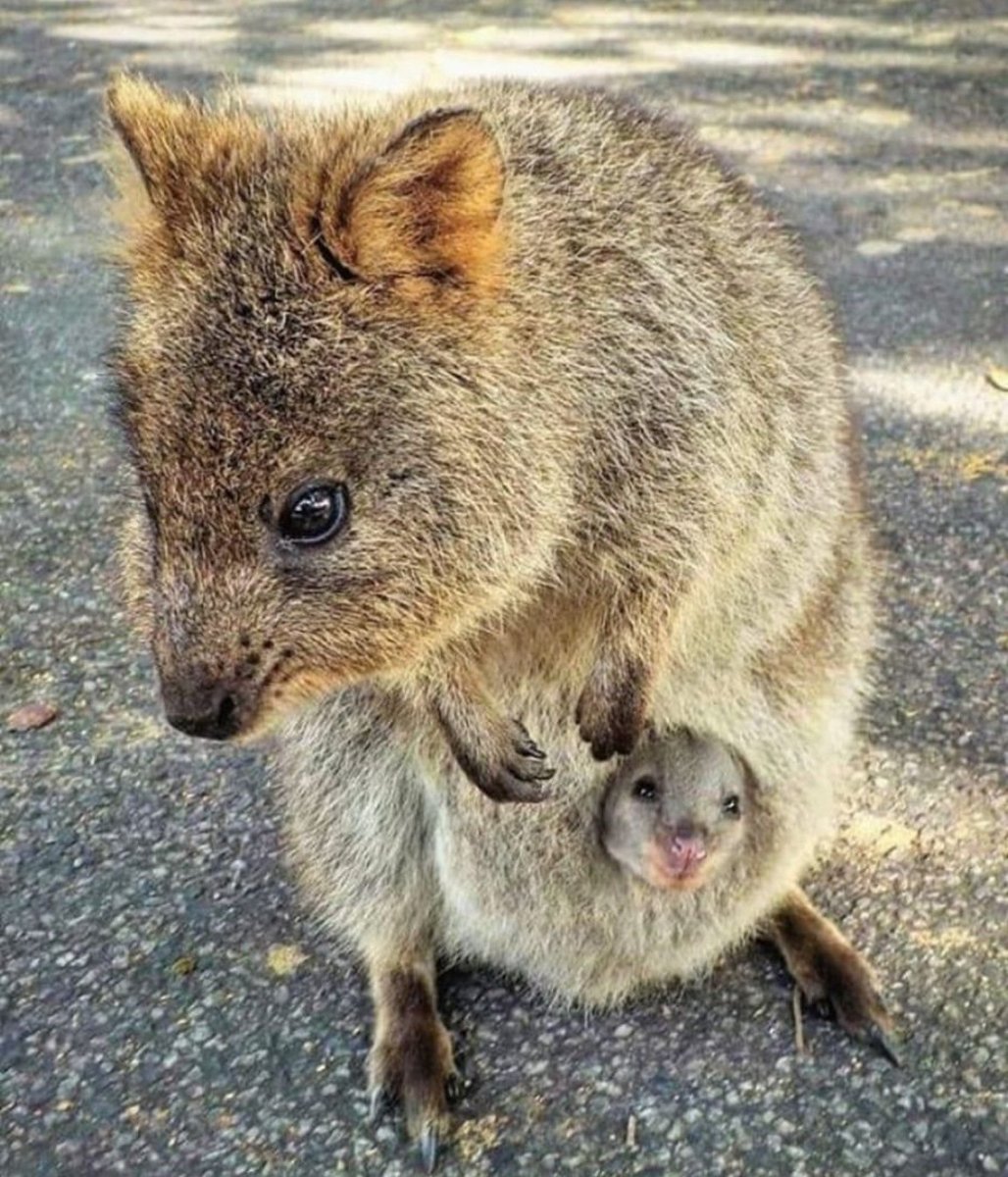 Квокка с детенышем