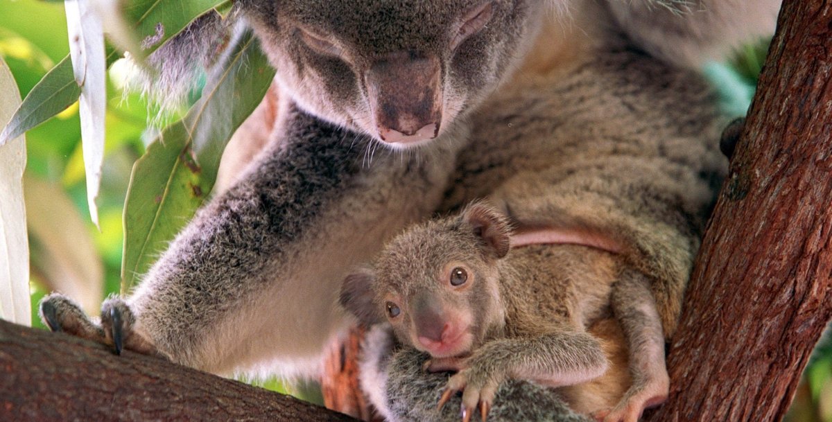 Коала сумчатое