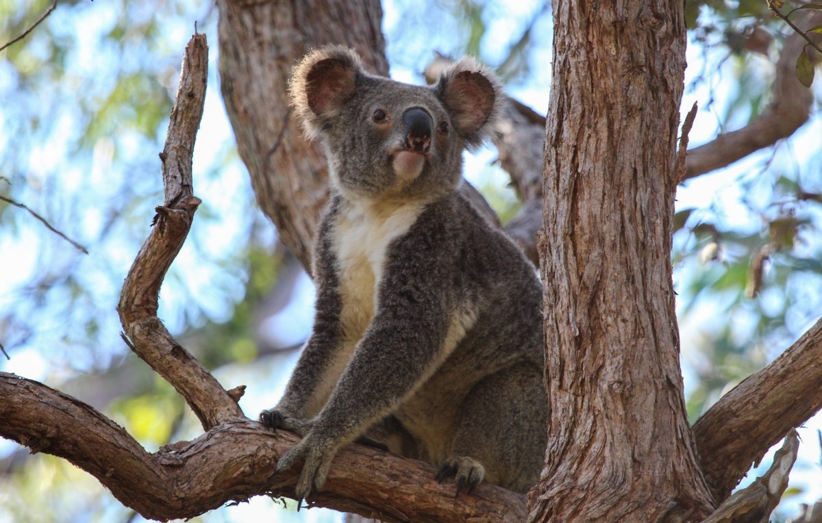 Phascolarctos stirtoni