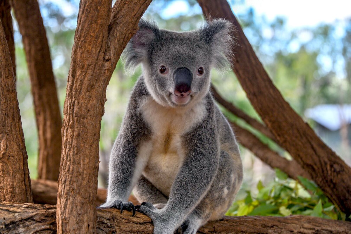 Сумчатая коала Африки