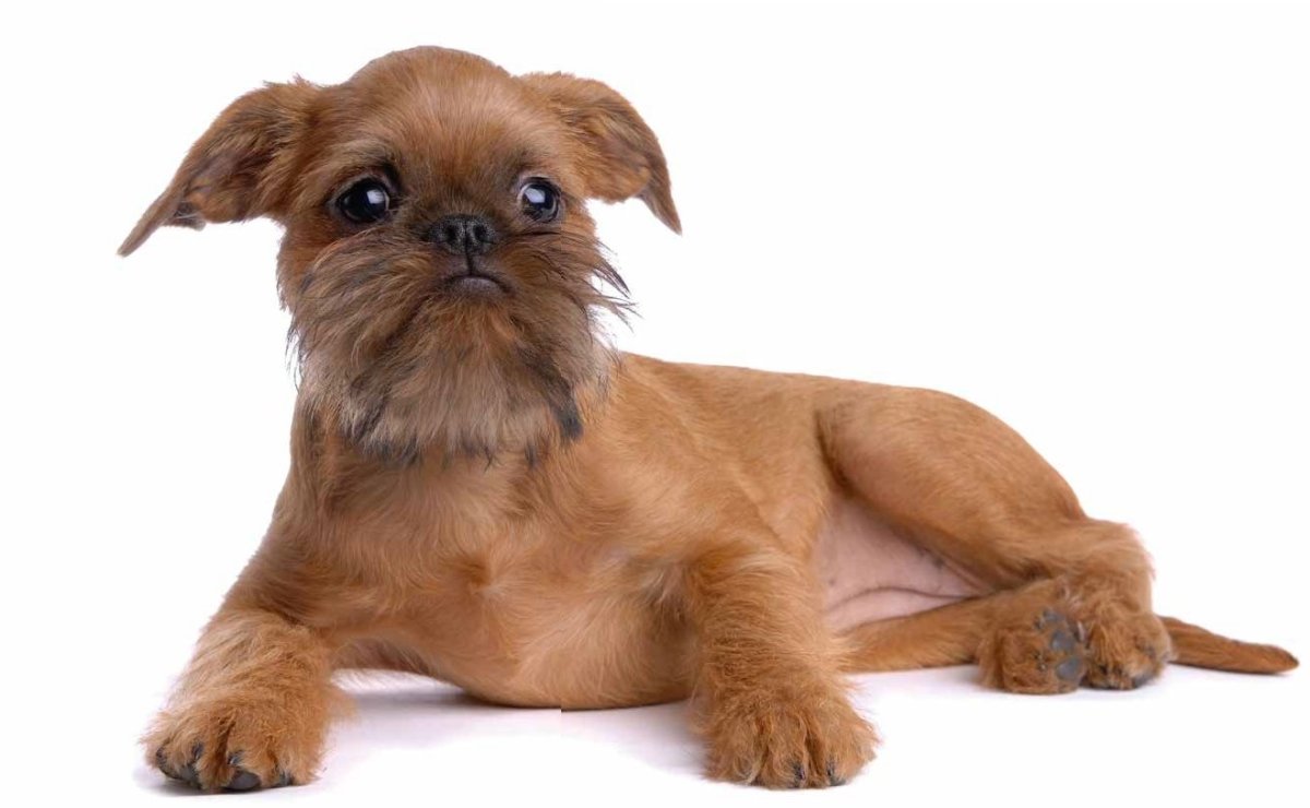 Собака Грифон спит