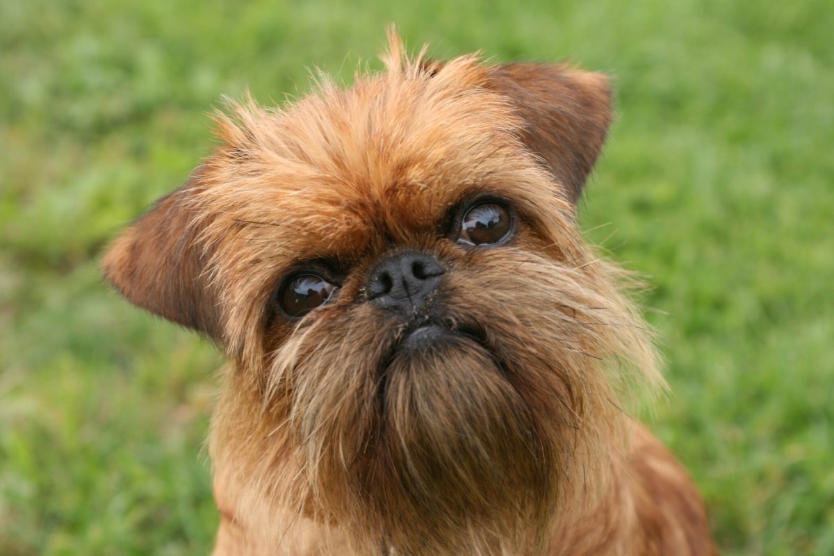 Аффенпинчер и Грифон