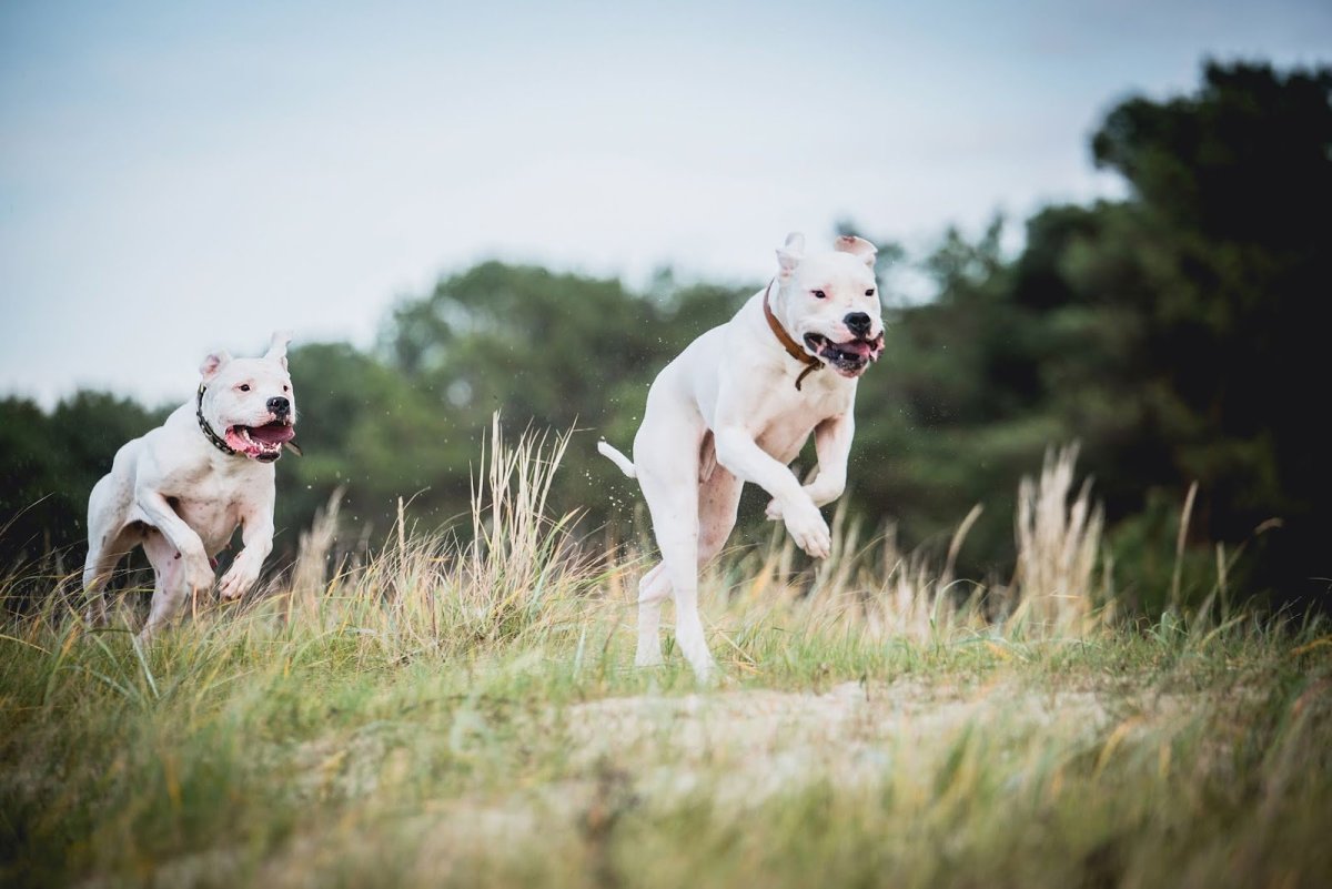 Аргентинский дог зевает