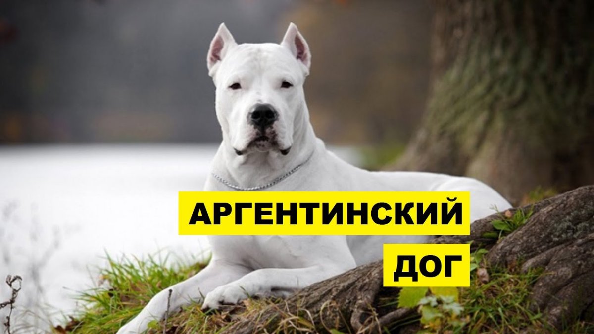 Аргентинский дог и Доберман