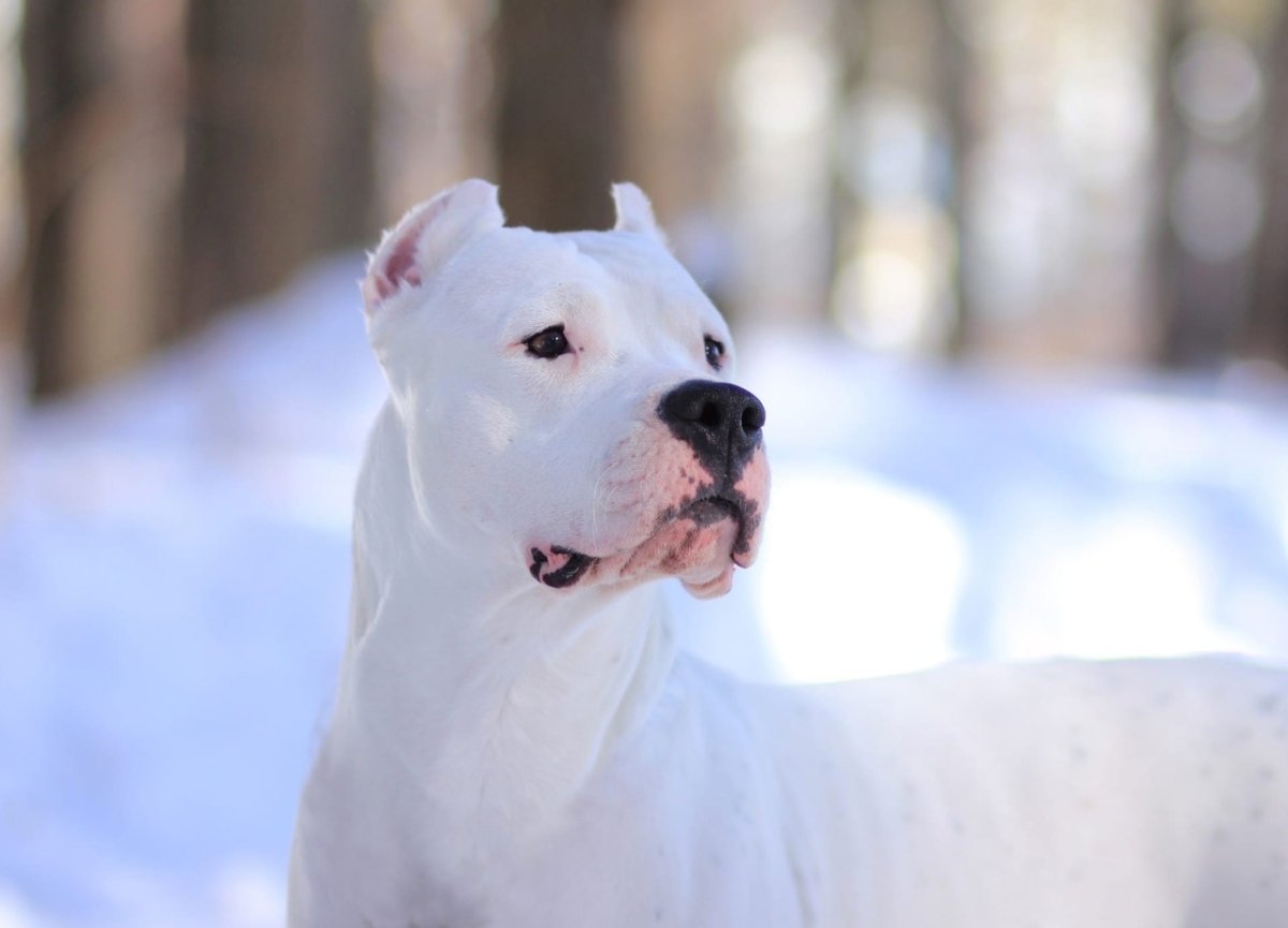 Аргентинский дог Мороччо