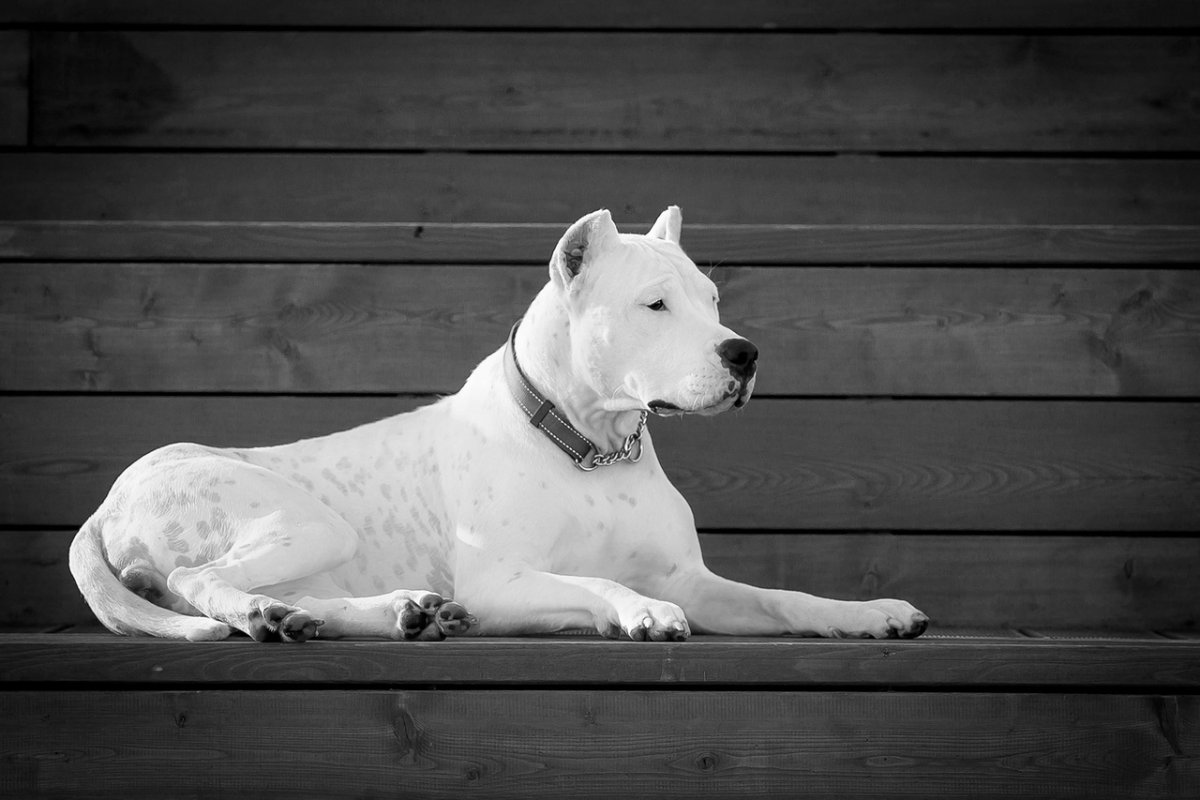 Аргентинский дог с черными пятнами