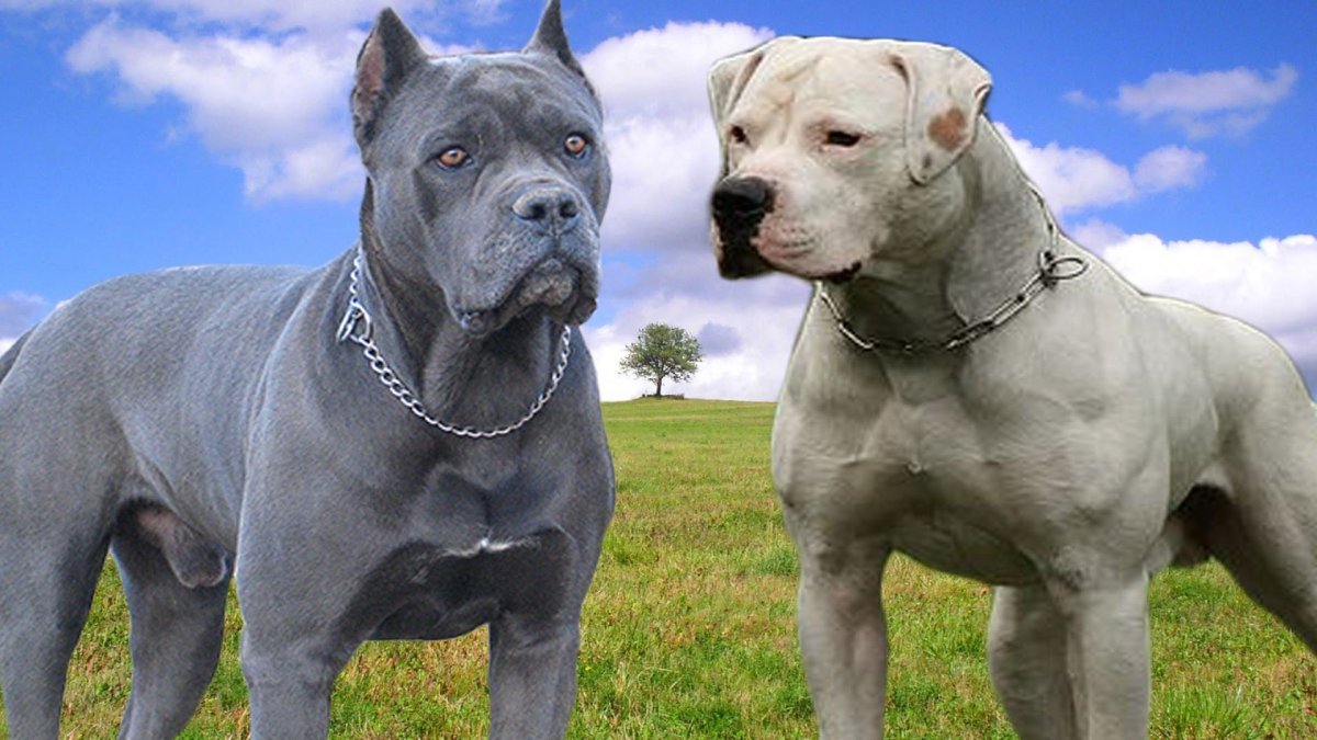 Лена Рыжикова аргентинский дог