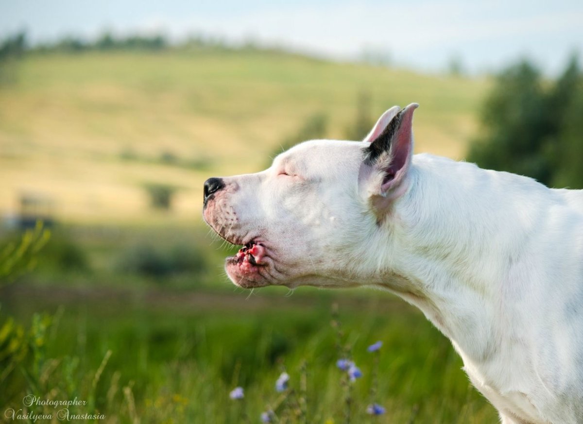 Порода собак аргентинский дог