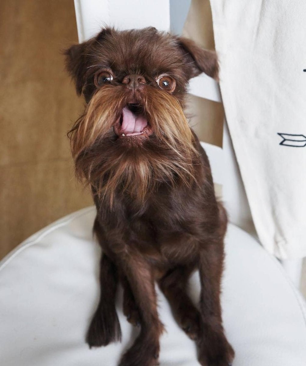 Грифонский терьер