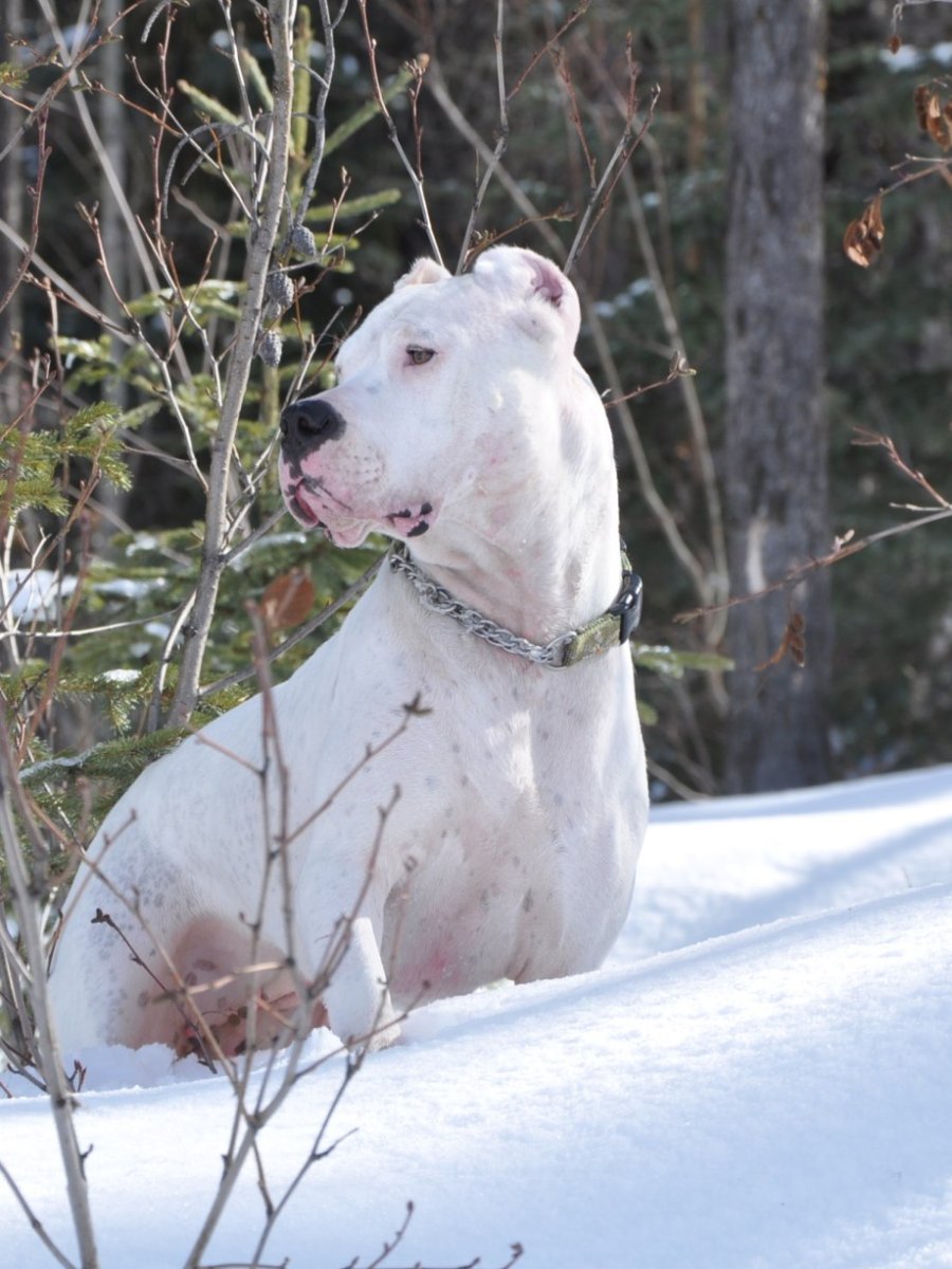 Аргентинский дог происхождение породы