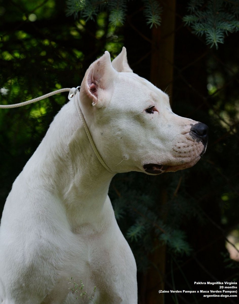 Аргентинский мастиф