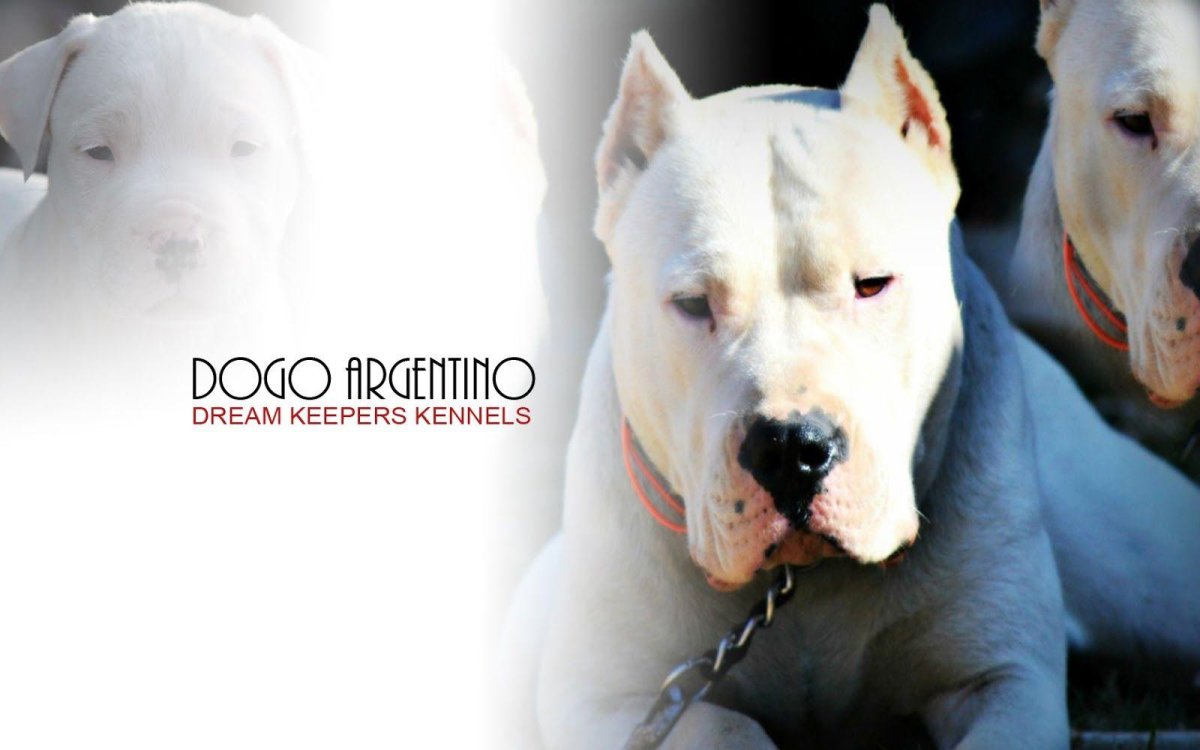 Dogo argentino standing