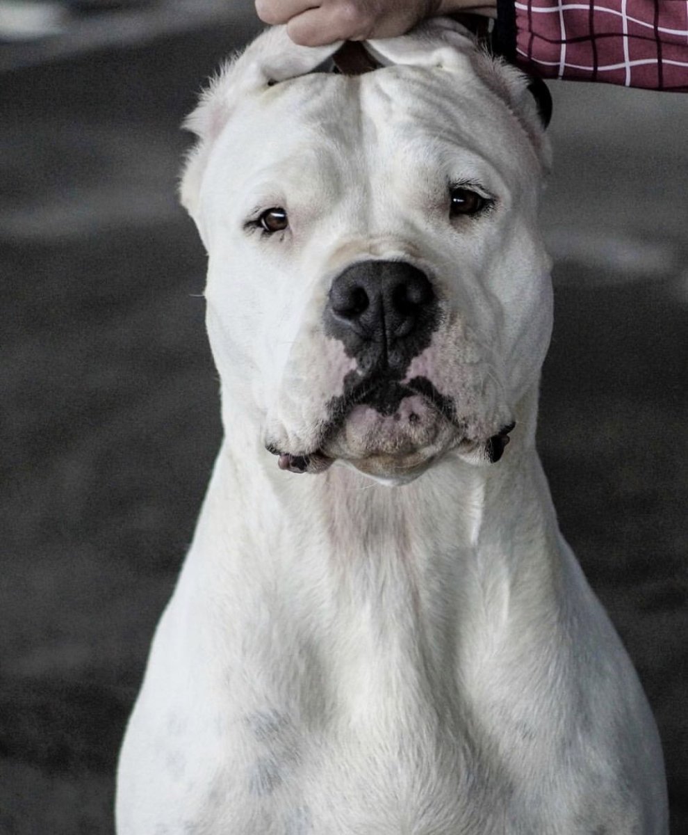 Аргентинский дог тор