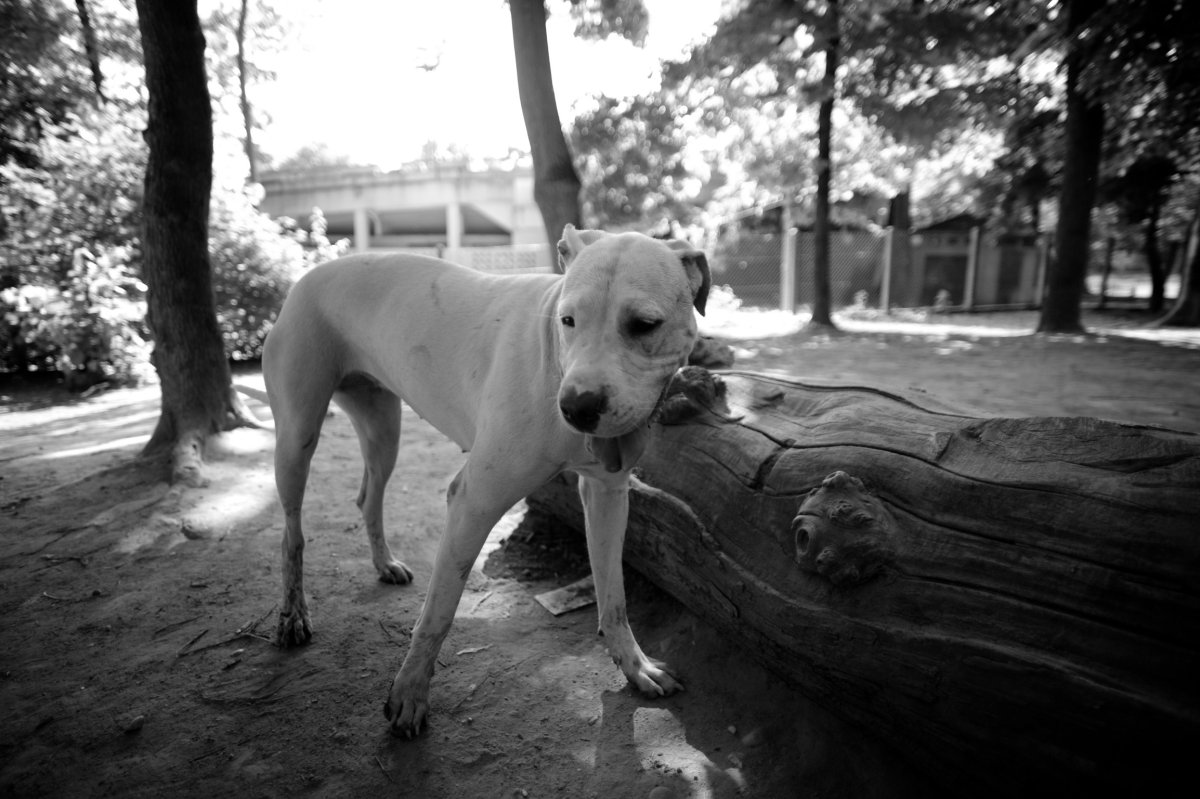 Аргентинский дог черный