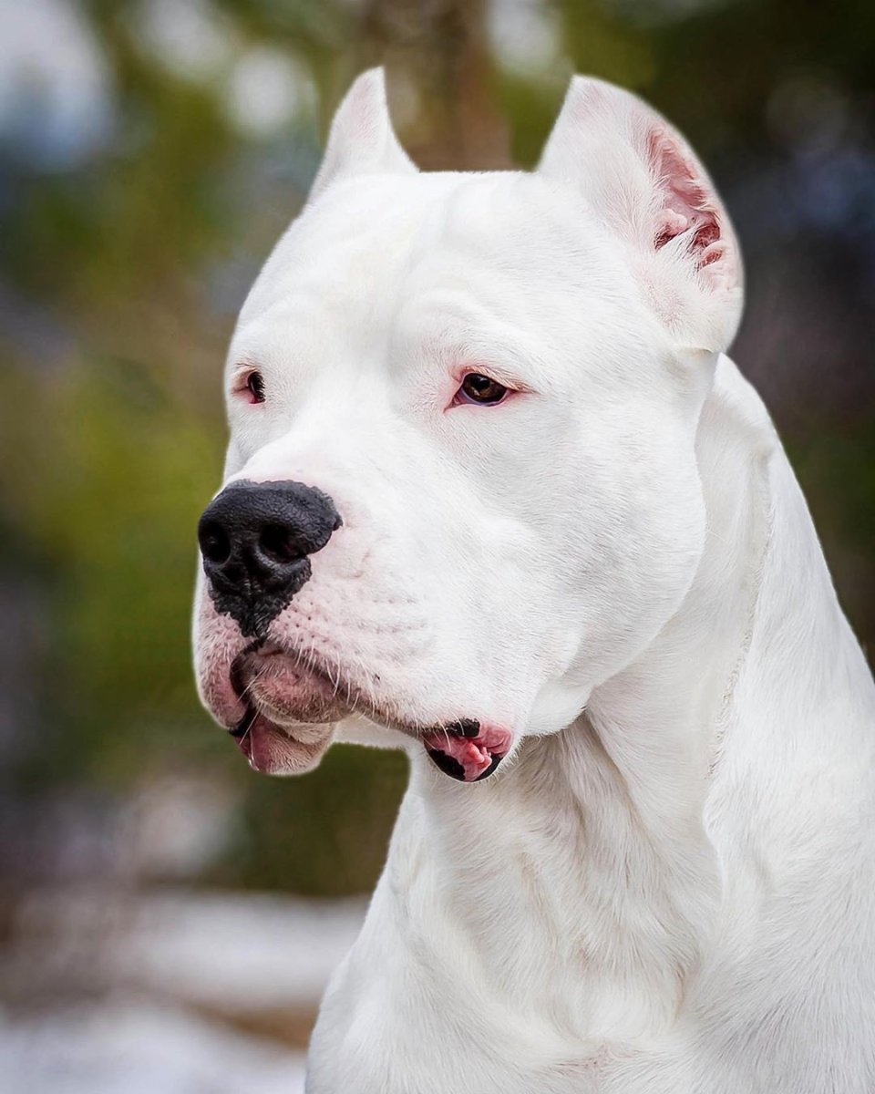 Аргентинский дог арт