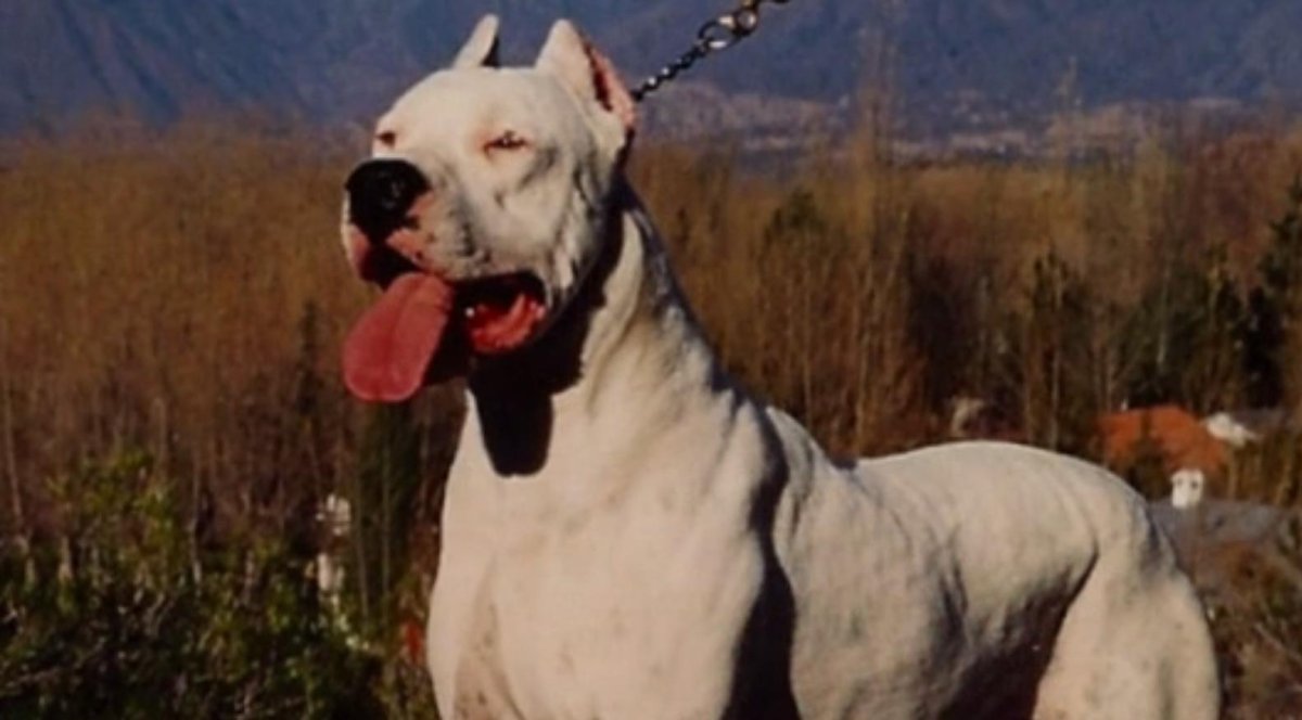 Аргентинский дог защита