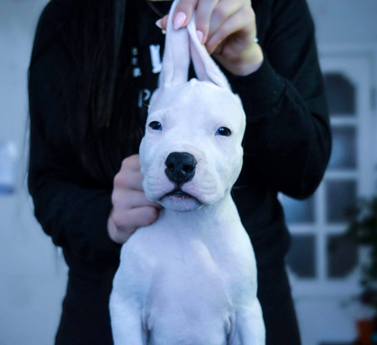 Энзо аргентинский дог