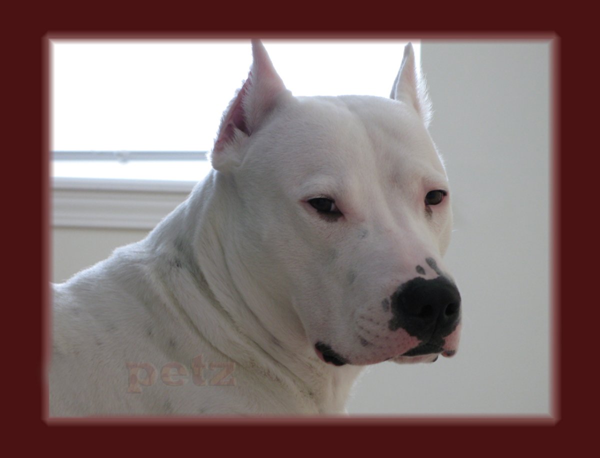 Аргентинский дог в стойке