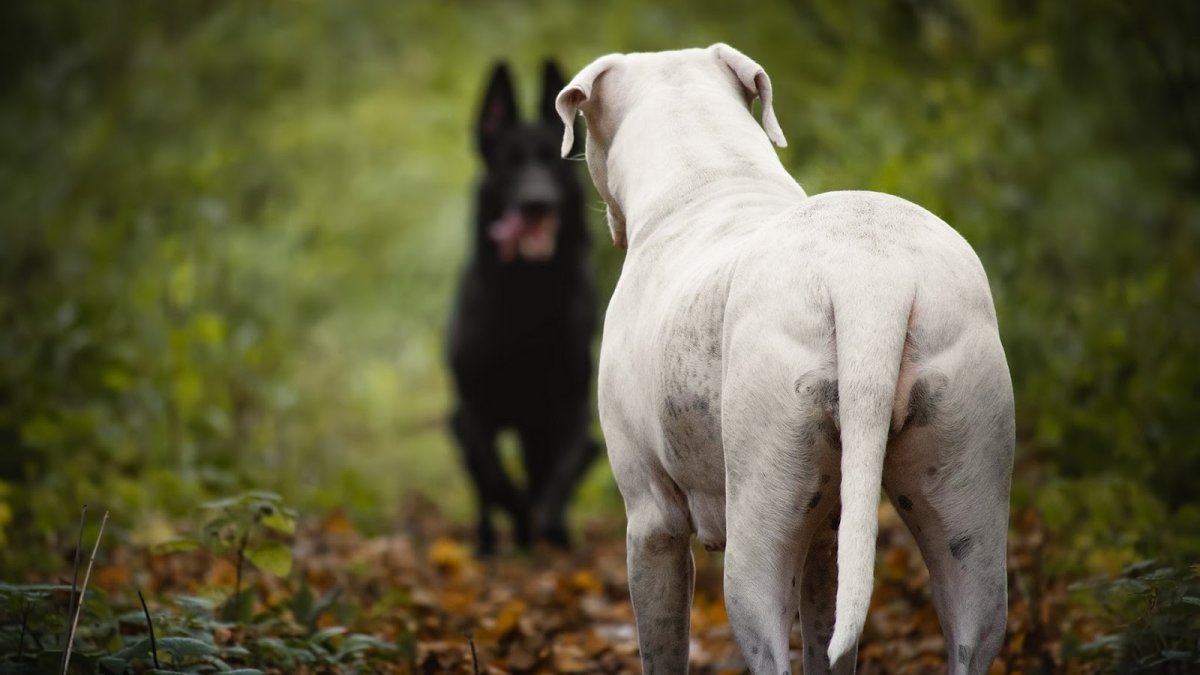 Аргентинский дог с моноклем