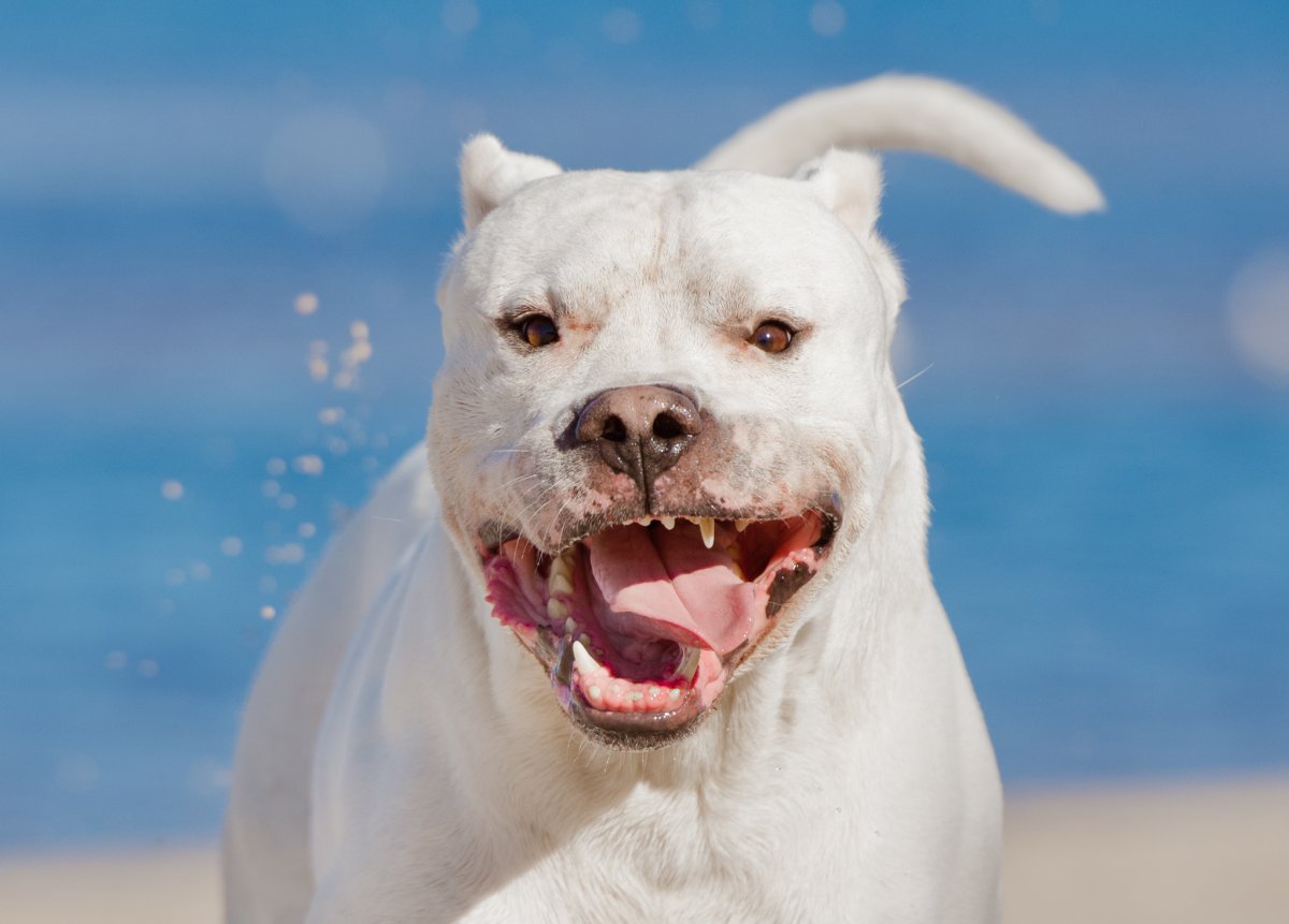 Стана Аргентино чб