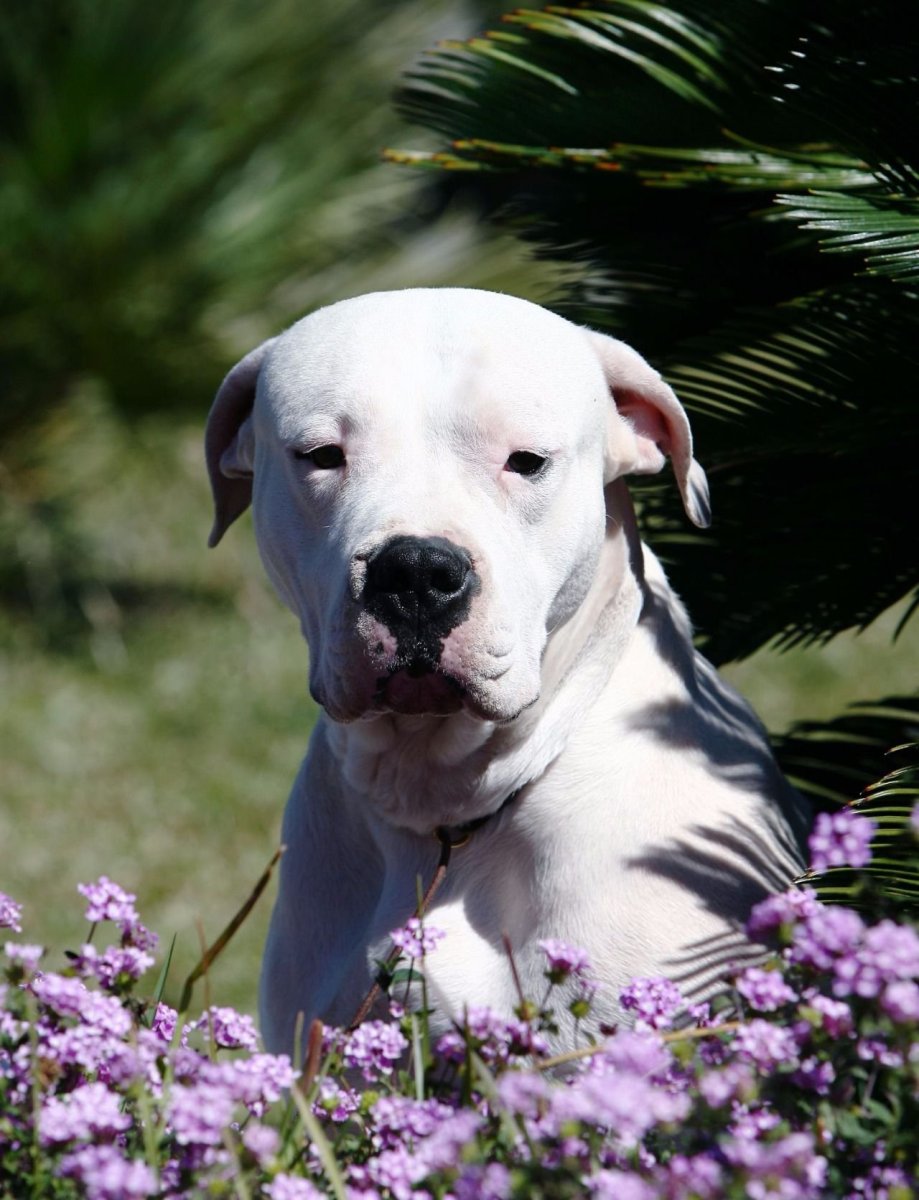 Dogo argentino Run